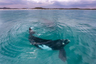 Southern Right whale in perfect calm waters Gansbaai, South Africa