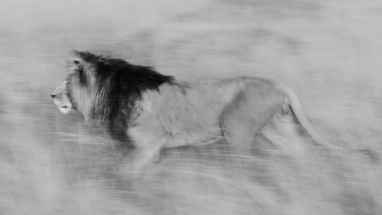 Monochrome male lion panned while he follows the pride