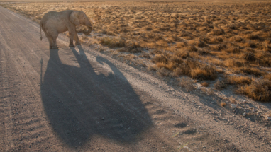 Little elephant, big shadow, Etosha, Namibia