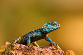 A watchful colourful Agama in Kenya