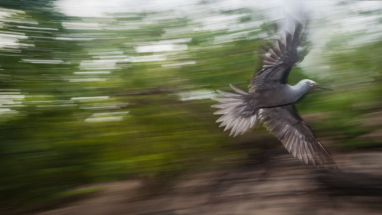 Seychelles Brown Noddy Dive bombing