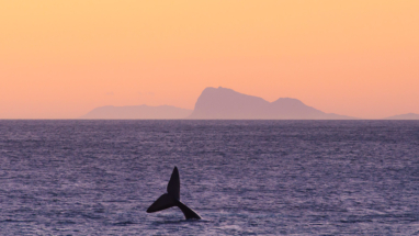 This southern right whales about to dive deep, De Kelders South Africa