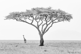 black and white image of giraffe and tree in the masai mara 