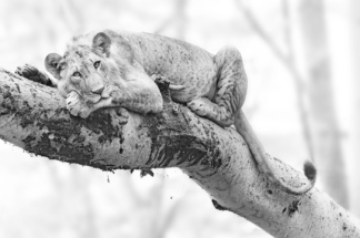 monochrome, lion in tree, beautiful picture, Kenya, Lake Nakuru, wildlife photography