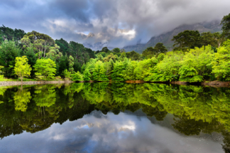 Cape Town trees, spring, green, water reflections, mountains, beautiful