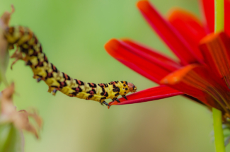 Macro of a caterpillar crossing flowers Cederberg South Africa 