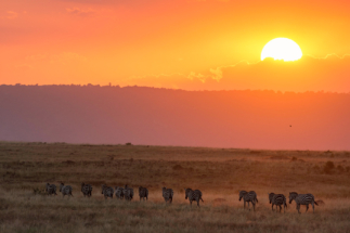 Zebra sunset Masai Mara