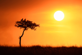 Perched vultures with smoky Masai Mara sunset