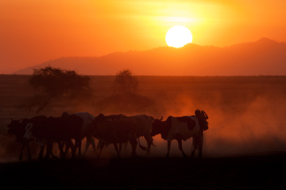 Cow Herder at sunset, Tanzania