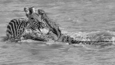 Crocodile kill Masai Mara river crossing