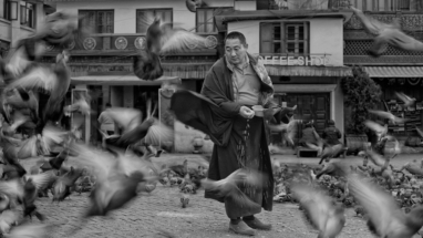 Monk among the pigeons, Nepal