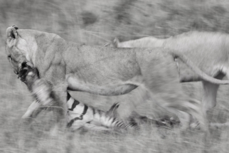 Lions fight over their kill, Sabi Sands, South Africa