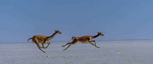 Running Vicuña Boliva Salt Flats