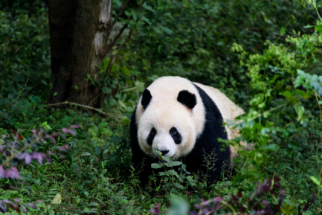 Panda in Panda sanctuary Chengdu, China