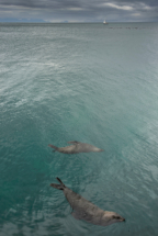 Seals and white yacht, Cape Town