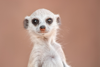 Meerkat portrait, Namibia