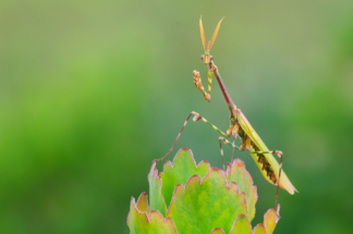 Praying Mantis cleaning itself, Western Cape, RSA