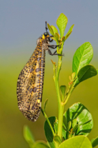 Ant Lion Larvae, Western Cape, RSA 