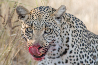 Leopard licking its lips with fresh kill, Sandibe Botswana