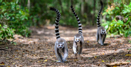 Ring tailed Lemurs taken in a wildlife sanctuary 