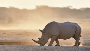 White Rhino Dust, Botswana