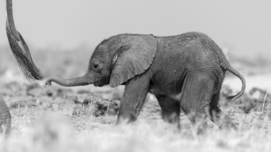 Baby elephant, Botswana