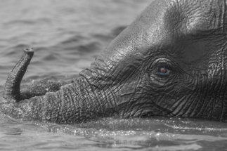 Mother and newborn baby elephant, Chobe River, Botswana