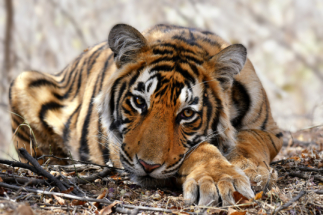 Sleepy Tiger Portrait, Ranthambore, India