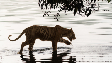 Tiger entering water slowly, Ranthambore, India