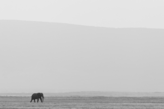 Lone Elephant Ngoro ngoro crater