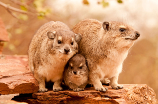 Hyrax cuddle, Kenya