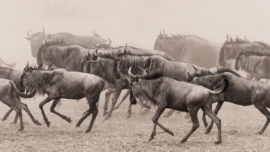 Migration dust Serengeti, Tanzania