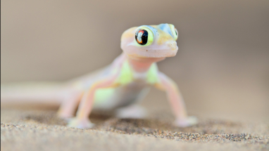 Palmate Gecko in dunes of Namid Desert, Namibia 