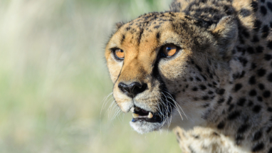 Hunting Cheetah Portrait , Sabi Sands, South Africa