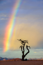 Rainbow Tree, Namibia