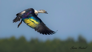 Comb Duck in Flight