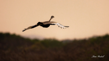 Red Crested Korhaan in Flight. Bonamanzi Private Reserve