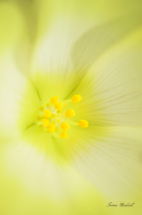 Portrait of a Flower