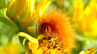 Hairy Worm eating flower, Namaqualand