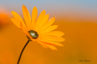 Portrait of a Daisy, Namaqualand