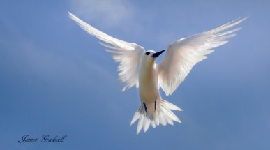 Angel Tern, White Tern. Seychelles