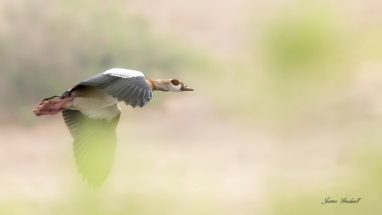 Egyptian Goose in Flight