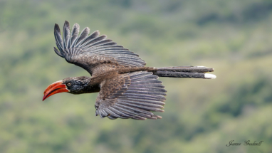 Crowned Hornbill in Flight