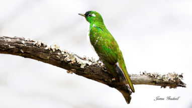 Klaas cuckoo sitting in the open on a branch