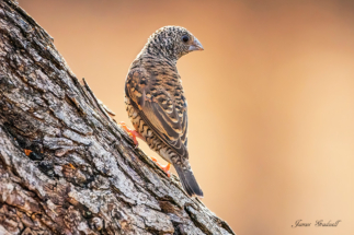 Female Cut Throat Finch. Marloth Park Kruger