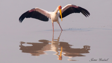 Yellow Billed Stork Fishing