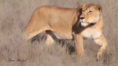 Lioness on the prowl, Sabi Sands, South Africa