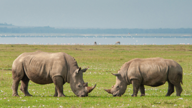 Rhino Bookends, lake Nakuru, Kenya