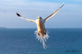 White Tailed Tropic Bird, Seychelles. These birds have &amp;amp;#039;island naivety&amp;amp;#039; meaning without predators they show little fear of people 