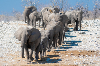 Elephant March to water, Etosha, Namibia